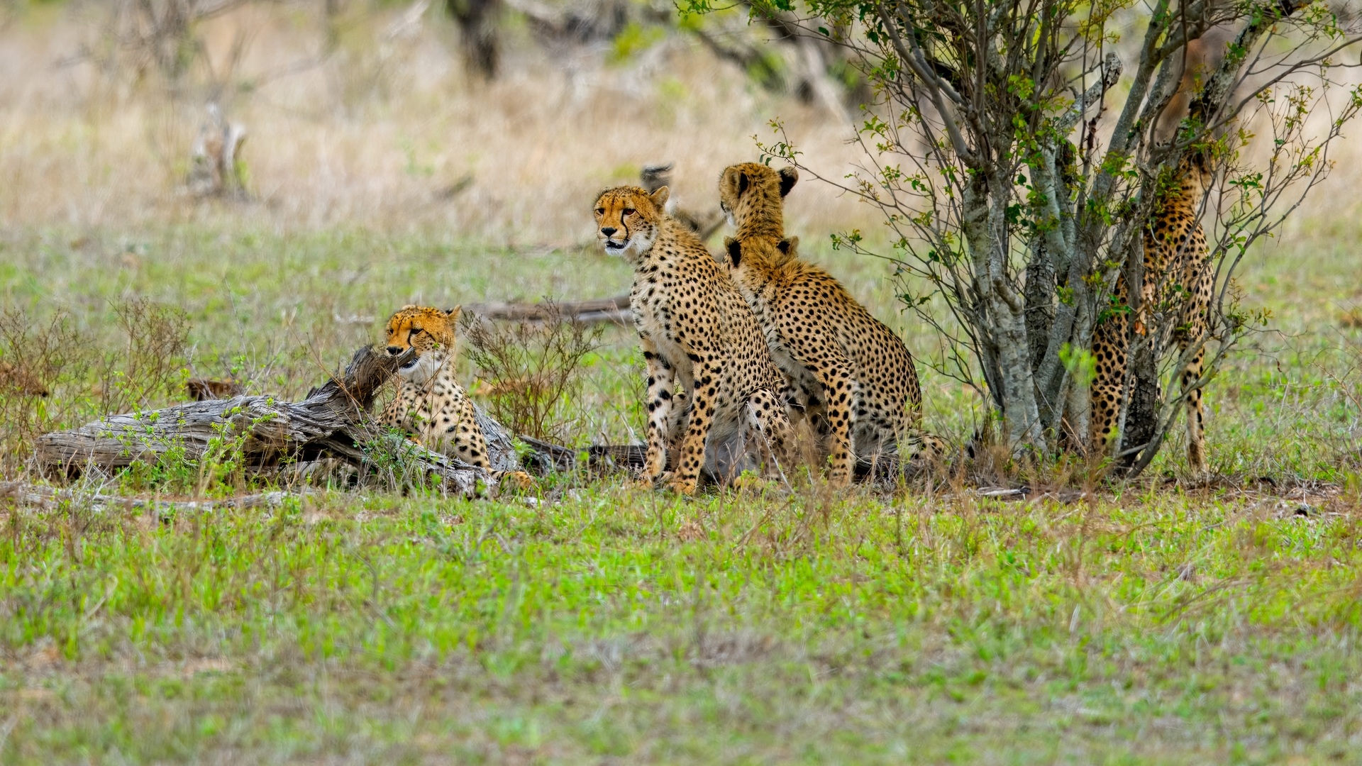 Kruger25 2025 10 31 13 41 04 ILCE 1M2 154